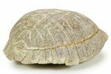 Colorful Inflated Fossil Tortoise (Stylemys) - South Dakota #373007-5